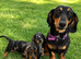 Stunning dachshund puppies