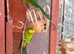 TWO MALE BARRABAND / SUPERB PARAKEETS