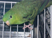 lineolated (linnies) proven pair