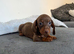EXTRA miniature dachshund puppy