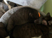 Kittens ready for forever home