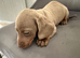 Miniatur dachshund champagne color