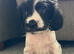 Beautiful Cocker Spaniel Puppies