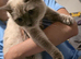 Ragdoll kitten needing new home