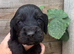 Working cocker spaniels