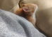 Ginger male kitten for sale