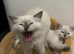 Gordious pure ragdoll kittens
