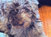 Labradoodles