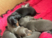 Beautiful litter off miniature dashounds