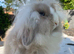 Beautiful Lion Lop Girl