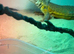 Lizard