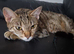 15month old full bengal