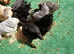 Bantam chickens