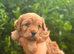 Gorgeous red/apricot cavapoo babies