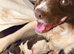 Stunning pedigree springer spaniels