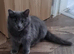 Rogdoll kitten cross british blue