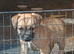 Stunning pure bred border terrier pup remaining