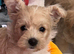 Westie poo  teddy bear faced puppies available