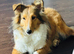 Sable Shetland sheepdog girl