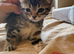 9 kittens ready for their new homes