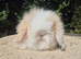 Stunning teddywidder babies- imported parents