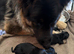 German shepherd x Rottweiler puppies