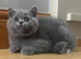 Last Male Ready To Go
