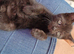 Last baby girl and boy kittens, ip3