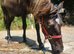 Beautiful Dun Yearling