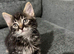 Ragdoll cross tabby