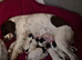 English springer spaniel