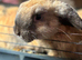 No time wasters please if these are still showing they are still available. I have 2 bunnies looking for a loving home. They can go separate