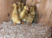 Indian runner ducklings