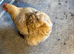 Buff Orpington