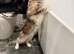 Pregnant female and male mainecoon tica active/ health tested
