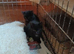 Kittens for sale lovely colours male female ready for there for ever home