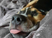 Staffie Cross looking for the best 4ever home