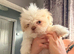 4 beautiful Shih Tzu male Pups