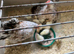 Small Sarama chicken and chicks