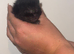 4 lovely kittens