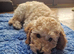 Beautiful apricot Cockapoo girl, very friendly and looking for her loving home