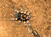Mexican Red Knee Taratntula