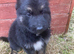 Pure bred German shepherd puppy’s