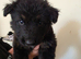 German shepherd puppies looking for forever home