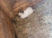 3 rabbits