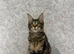 TICA Registered Maine Coon Kittens