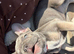 Frenchie for sell