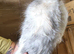 18 month old female maine coon