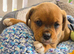 Boxer x Rottweiler (Boxweiler)