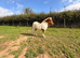 Miniature Shetland pony